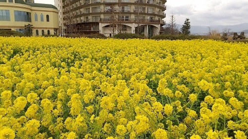 滋賀1月2月に見ごろの花 守山第1なぎさ公園で菜の花が満開に もう一歩前へ