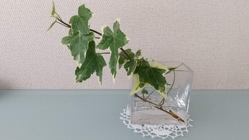 机に置く観葉植物はアイビーがおすすめ 作業効率アップと癒し効果も